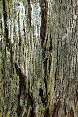 Natural gray wood bark texture background