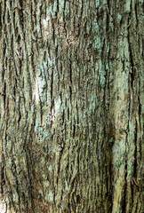 Fototapeta premium Natural gray wood bark texture background