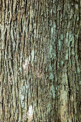 Fototapeta premium Natural gray wood bark texture background