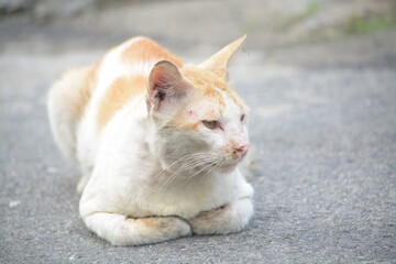 Fototapeta premium stray cat on the street with blurred background