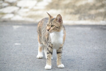 Fototapeta premium stray cat on the street with blurred background