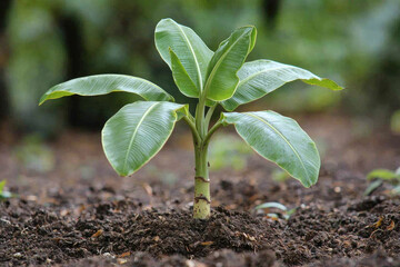 Young banana tree growing in dark soil.