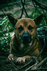 Beautiful portrait of a simple dog in nature.