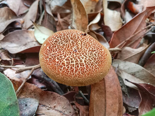 Mushroom growing in the forest. Jamur Sukat (Phylloporus sp. ) is a species of fungus in the family Boletaceae.