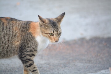 stray cat on the street with blurred background