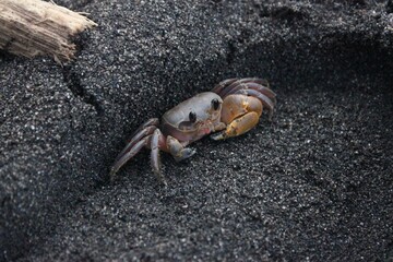Close-Up of a Vibrant Crab on Dark Sand - Wildlife in Nature, Coastal Marine Life, Detailed Macro Photography Highlighting Textures and Colors, Perfect for Microstock and Natural Science Theme