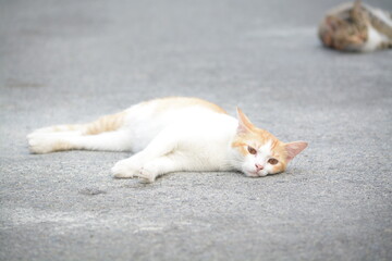 stray cat on the street with blurred background