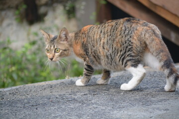 stray cat on the street with blurred background