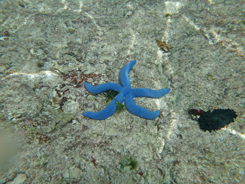 Blue starfish and Sea cucumber on coral reef seabed on Guam