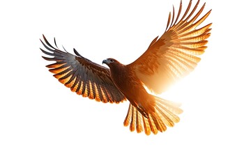 Fototapeta premium A majestic hawk soaring with outstretched wings against a bright background.