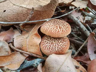 Mushroom growing in the forest. Jamur Sukat (Phylloporus sp. ) is a species of fungus in the family Boletaceae.