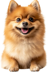 Obraz premium Adorable Pomeranian Puppy Dog Sitting Fluffy Fur Happy Expression Pet Portrait