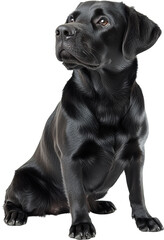 Fototapeta premium Majestic Black Labrador Retriever Dog Sitting Studio Shot Animal Portrait