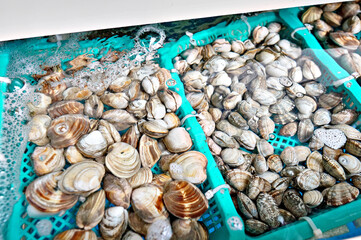 수족관에 있는 바지락의 모습