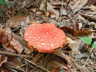 Kulat pelawan (Heimioporus sp.). Heimioporus sp. on the leaf litter in Indonesian woodland. Mushrooms in the forest. Natural environment.