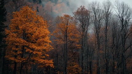 Fototapeta premium Autumnal Forest: A Moody Landscape Photography