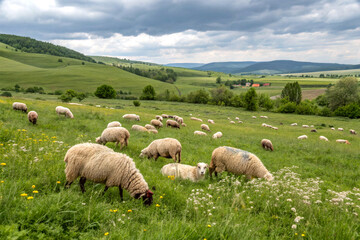 Fototapeta premium A herd of sheep grazing in a meadow