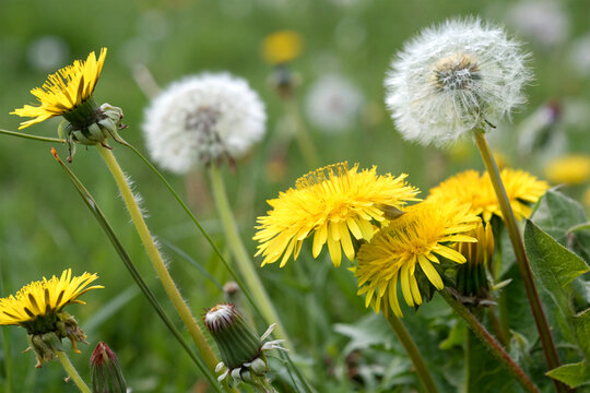 A close-up of dandelion flowers in full bloom