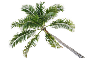 A lush vibrant green palm tree viewed from the ground, its fronds spreading symmetrically, isolated on a transparent background
