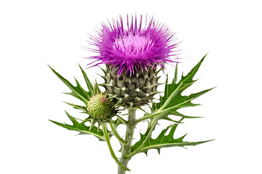 Fototapeta thistle isolated on transparent background