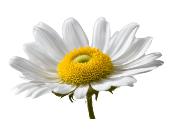 daisy isolated on transparent background