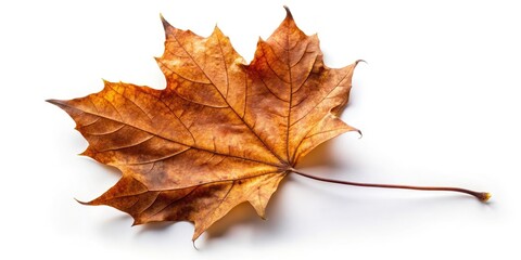 Urban decay's subtle beauty: a macro shot reveals a withered maple leaf's intricate detail on a stark white backdrop.
