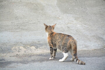 Fototapeta premium stray cat on the street with blurred background