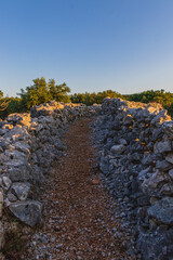 A dirt path leading between olive groves with stone walls