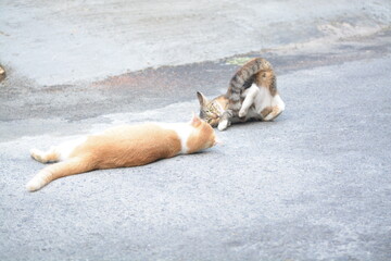 stray cat on the street with blurred background
