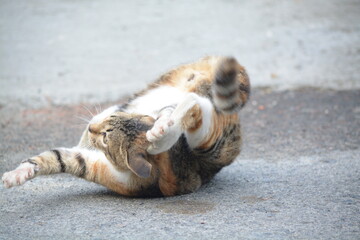 Fototapeta premium stray cat on the street with blurred background