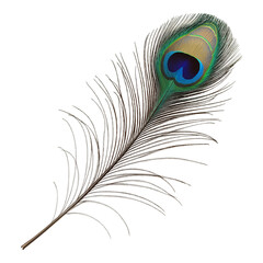 Fototapeta premium peacock feather isolated on white