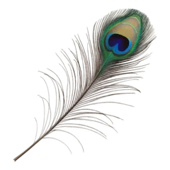 Velours gordijnen peacock feather isolated on white © Creative-Touch