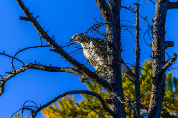 A Red Tailed Hawk Perched in a Tree at Kensington Metropark, near Brighton, Michigan.
