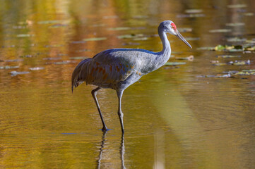 A Sandhill Crane by a Lake at Kensington Metropark, near Brighton, Michigan.