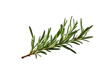 Fototapeta premium twig of rosemary isolated on transparent background