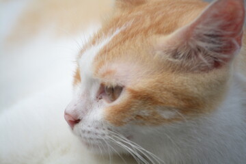 stray cat on the street with blurred background