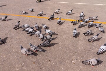 Obraz premium A group of doves on the cement floor outside