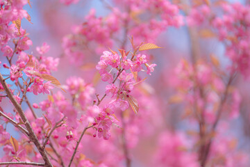 Delicate pink blossoms in full bloom against a soft blue sky.  A tranquil scene reminiscent of Yunnan, China, perhaps near Erhai Lake in Dali.