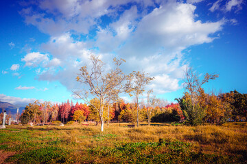 Autumnal splendor unfolds in Yunnan, China.  Dali's Erhai Lake region boasts vibrant foliage under a brilliant blue sky.  Golden grasses meet fiery red and orange trees.