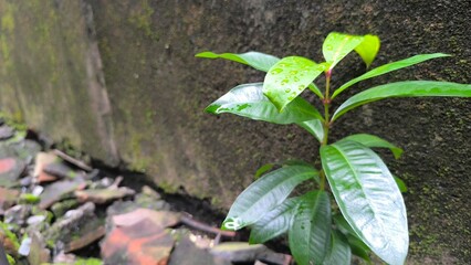 water drops on the plant