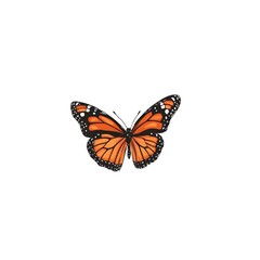 Fototapeta premium A vibrant orange and black butterfly, symbolizing beauty and nature's diversity.