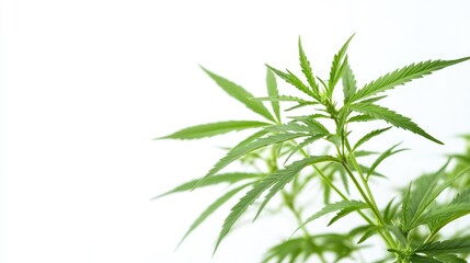 Fototapeta premium Medical Marijuana Plant Isolated on White Background Representing Natural Herbal Remedies and Therapeutic Uses of Cannabis