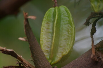 star fruit with a blurred background