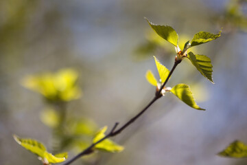 Sun shining on new birch leaves on a spring day at Potter Marsh in Anchorage, Alaska.