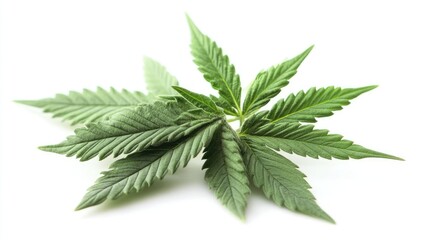 Medical Cannabis Green Leaves Isolated on White Background for Alternative Medicine and Natural Therapeutics Concepts