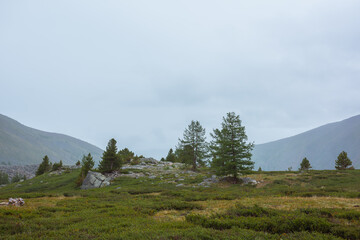 Sparse coniferous trees among big stones and lush flora in alpine valley in rainy weather. Dramatic view to open conifer forest among boulders and thickets on green grassy hill under grey cloudy sky.
