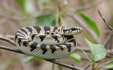 Obraz premium snake in the grass