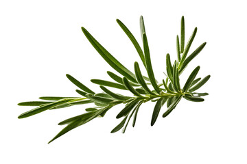 Fototapeta premium twig of rosemary isolated on transparent background