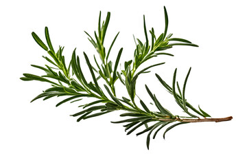 Fototapeta premium twig of rosemary isolated on transparent background