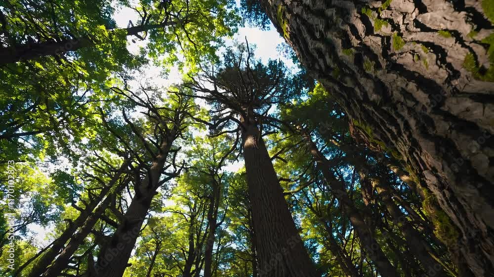 Aufkleber forest canopy with tall trees and sunlight filtering through leaves, nature perspective view. tranqu